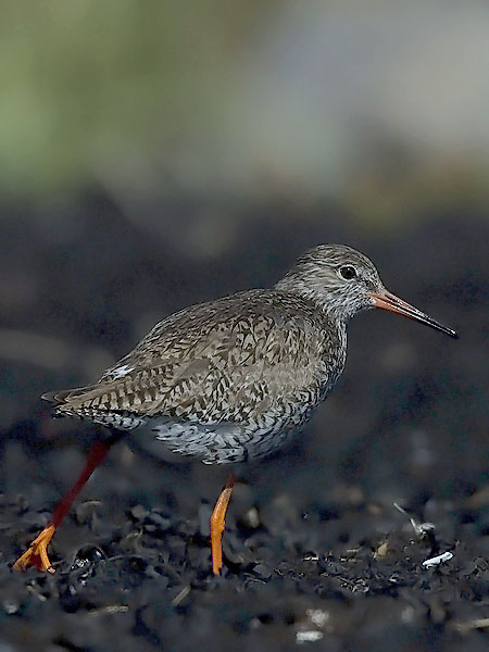 Punajalkaviklo, Common Redshank, Tringa totanus